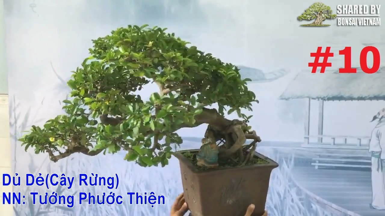 05 tác phẩm Bonsai tháng 7 || Phần #10