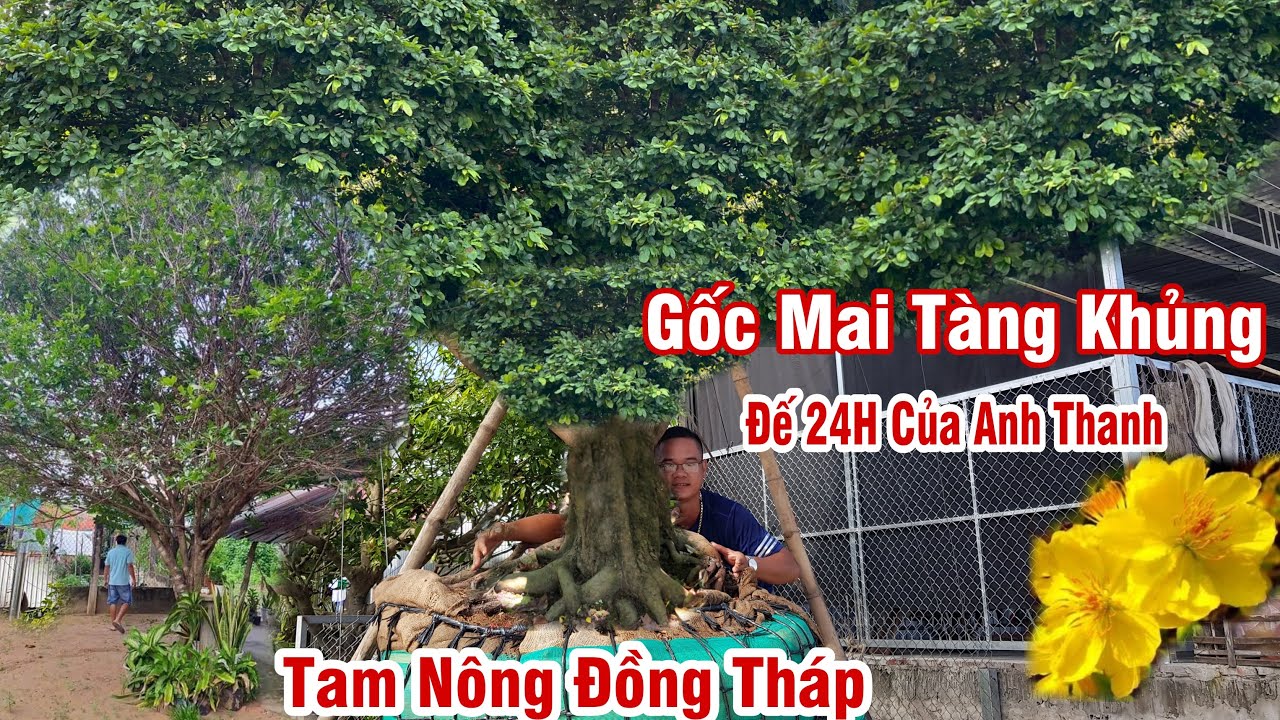 📞 0939964697 Gốc mai tàng HƠI BỊ KHỦNG của anh Thanh Tam Nông Đồng Tháp