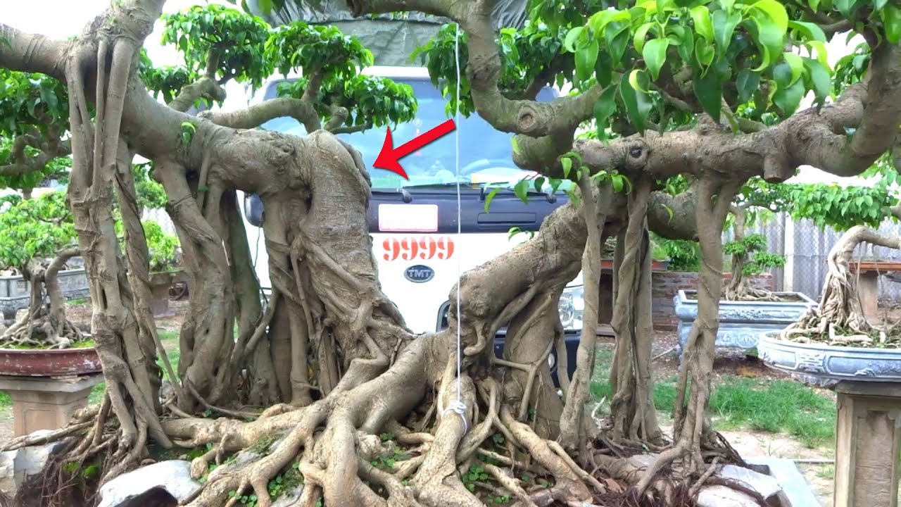 1 cây lỗi chặt ra được 3 cây đẹp - repair bad bonsai trees into beautiful trees