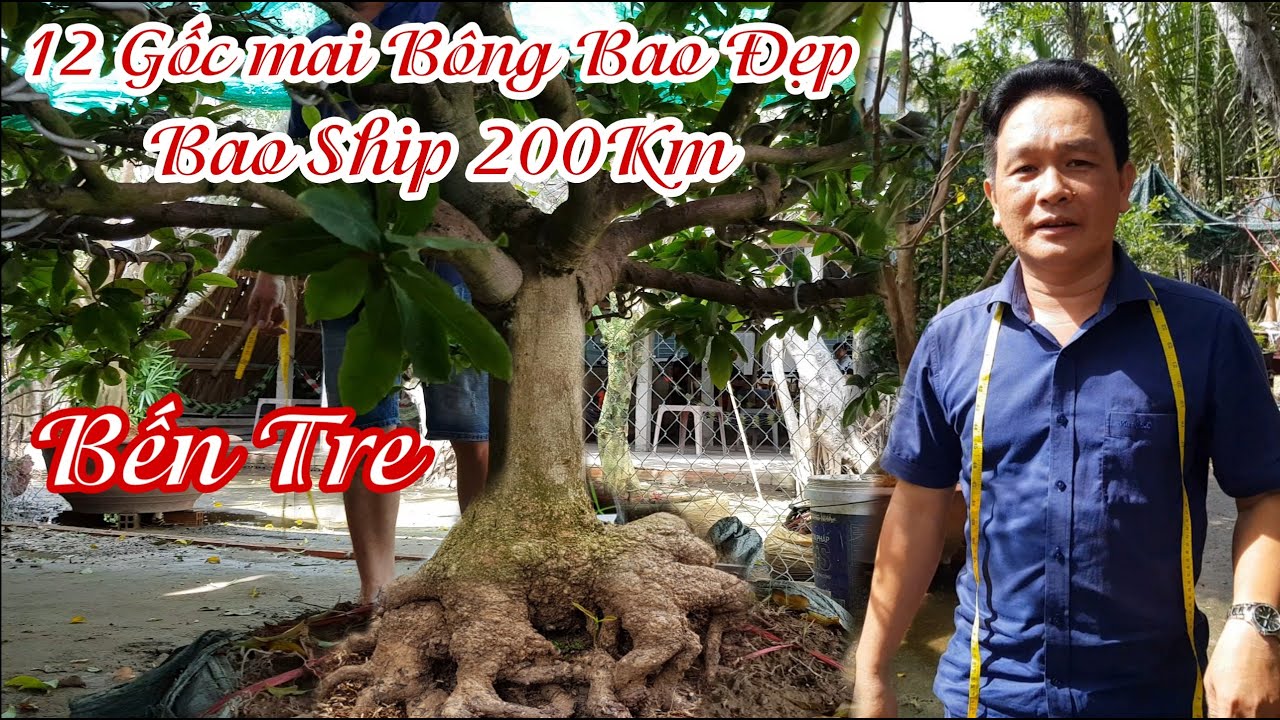 12 gốc mai tàng bao ship 200km của anh Lâm Bến Tre 0913443139