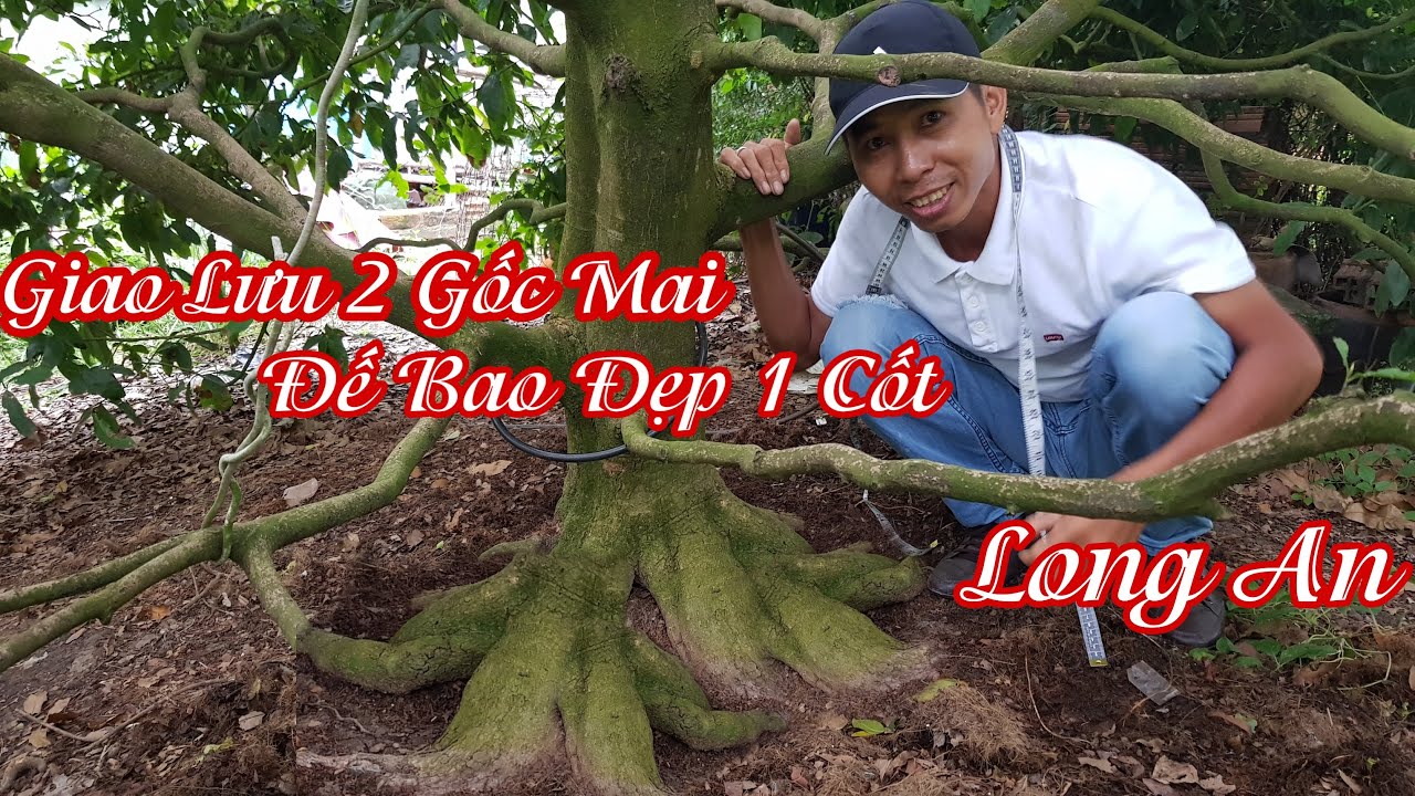 2 Gốc mai tàng khủng "ĐẾ BAO ĐẸP" của anh Đông ở Long An 0986117557