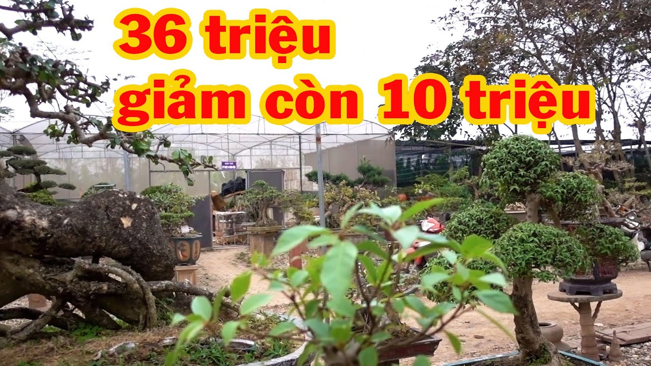 200 nghìn cũng mua được cây đẹp, cây 36 triệu giảm còn 10 triệu - price of bonsai