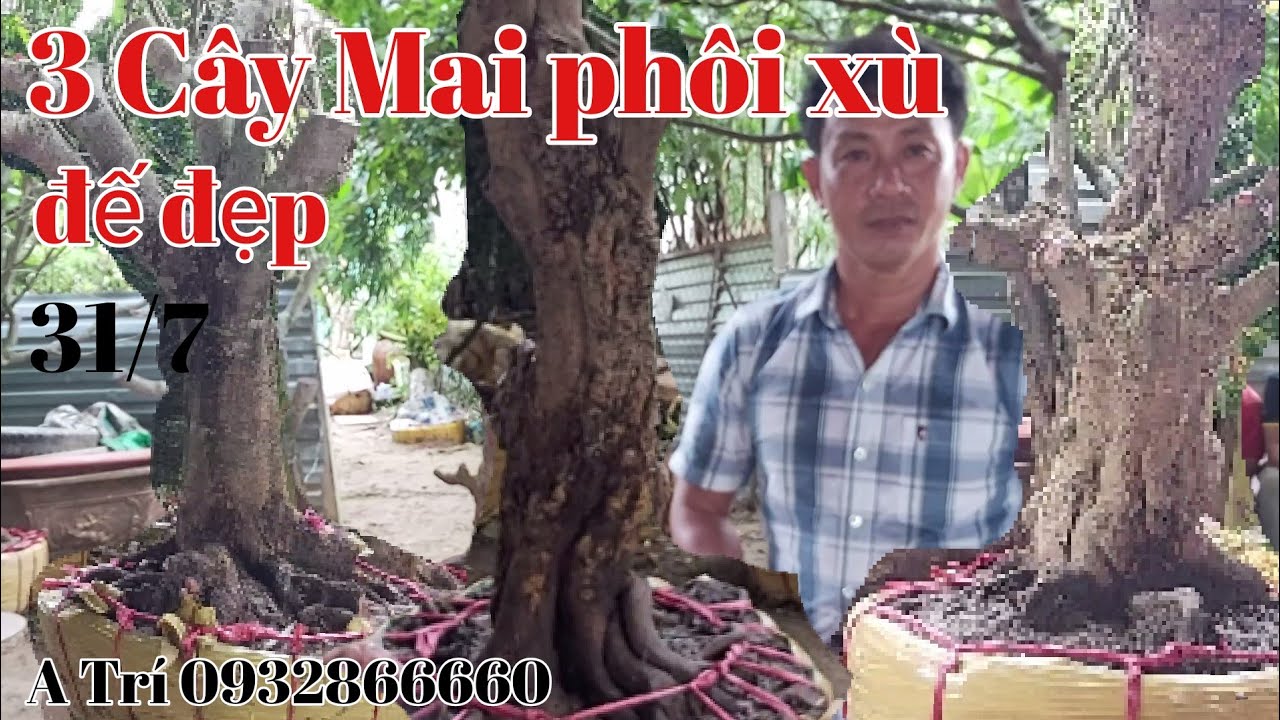 3 Cây Mai đế đẹp, xù  gặp A Trí 0932866660 Cái Răng Cần Thơ ngày 31/7