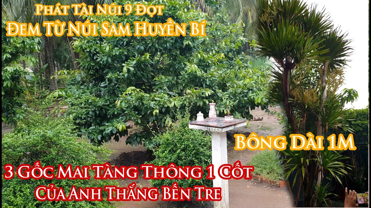 3 Gốc mai tàng thông 1 cốt và 1 gốc phát tài núi của anh Thắng Bến Tre 0988195364