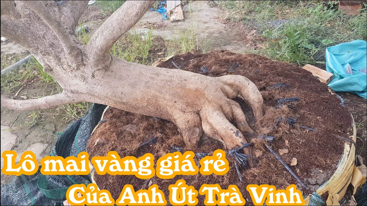 3 gốc mai vàng đế đẹp tàng đều của anh ÚT Trà Vinh gi.á chuẩn 0903747345