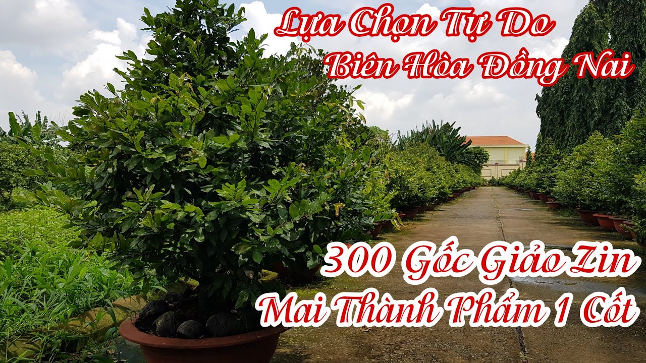 300 gốc mai Giảo Thủ Đức thành phẩm của anh Tuấn 0925691973