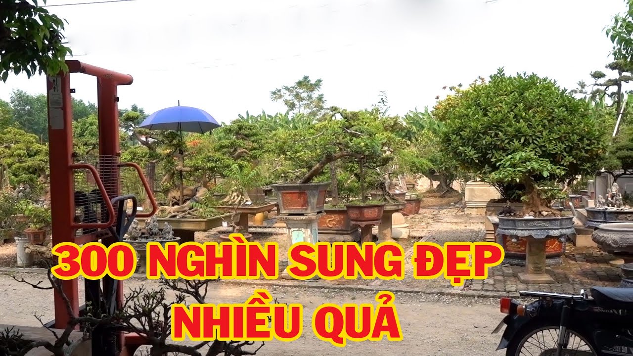 300 nghìn sung nhiều quả, nhiều cây đẹp giá chỉ vài trăm nghìn - cheap bonsai trees