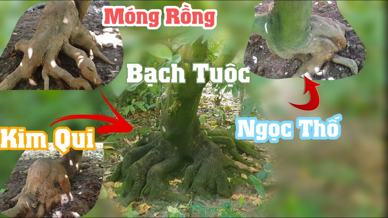 4 Gốc mai vàng có bộ đế quái siêu đẹp khỏi chê cho anh em đam mê