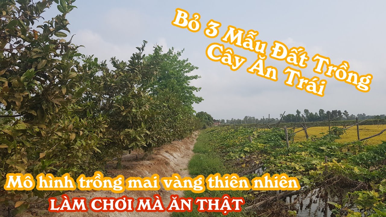 600 gốc mai vàng thiên nhiên giá rẻ của anh Tuấn Cao Lãnh Đồng Tháp ( đã bán )