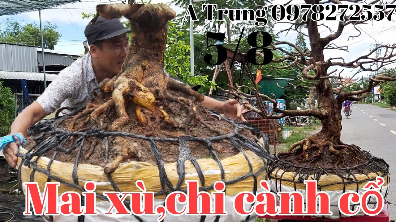 7 Cây Mai vàng thành phẩm,chi cành cổ gặp A Trung 0978272557