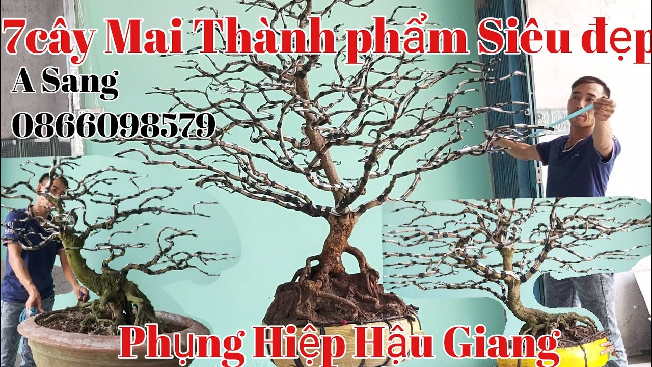 7 cây Mai thành phẩm đẹp như tranh vẽ ,giao lưu gặp A Sang0866098579