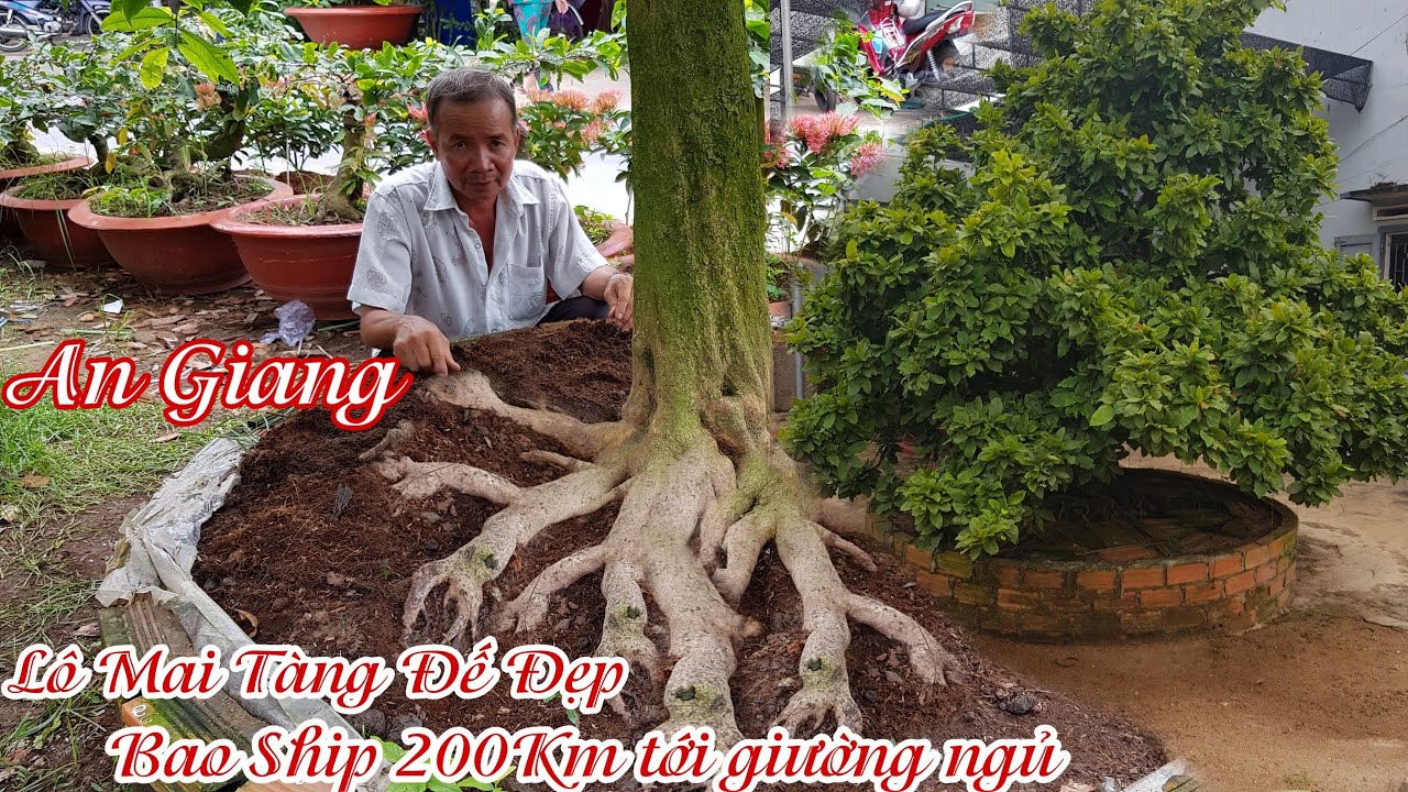 7 gốc mai tàng đế đẹp của anh ÚC Chợ Mới An Giang 0378083927