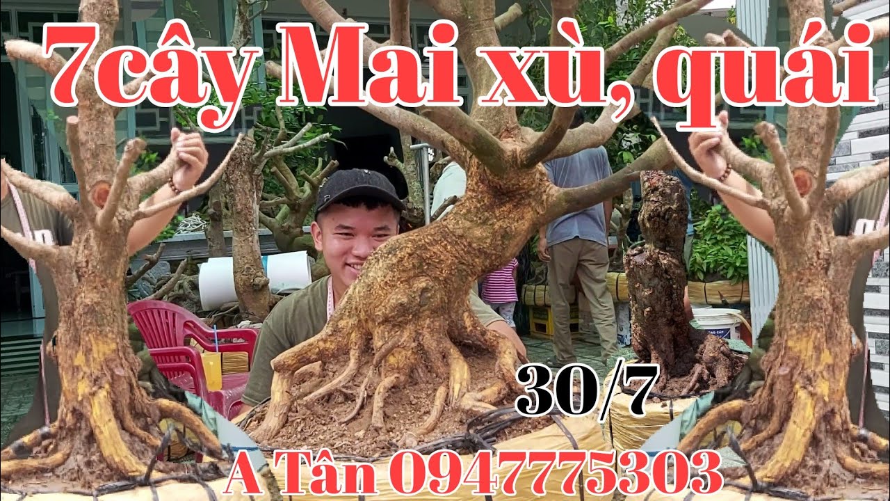 7cây mai xù đế thú quái gặp A Tân 0947775303 ngày 30/7