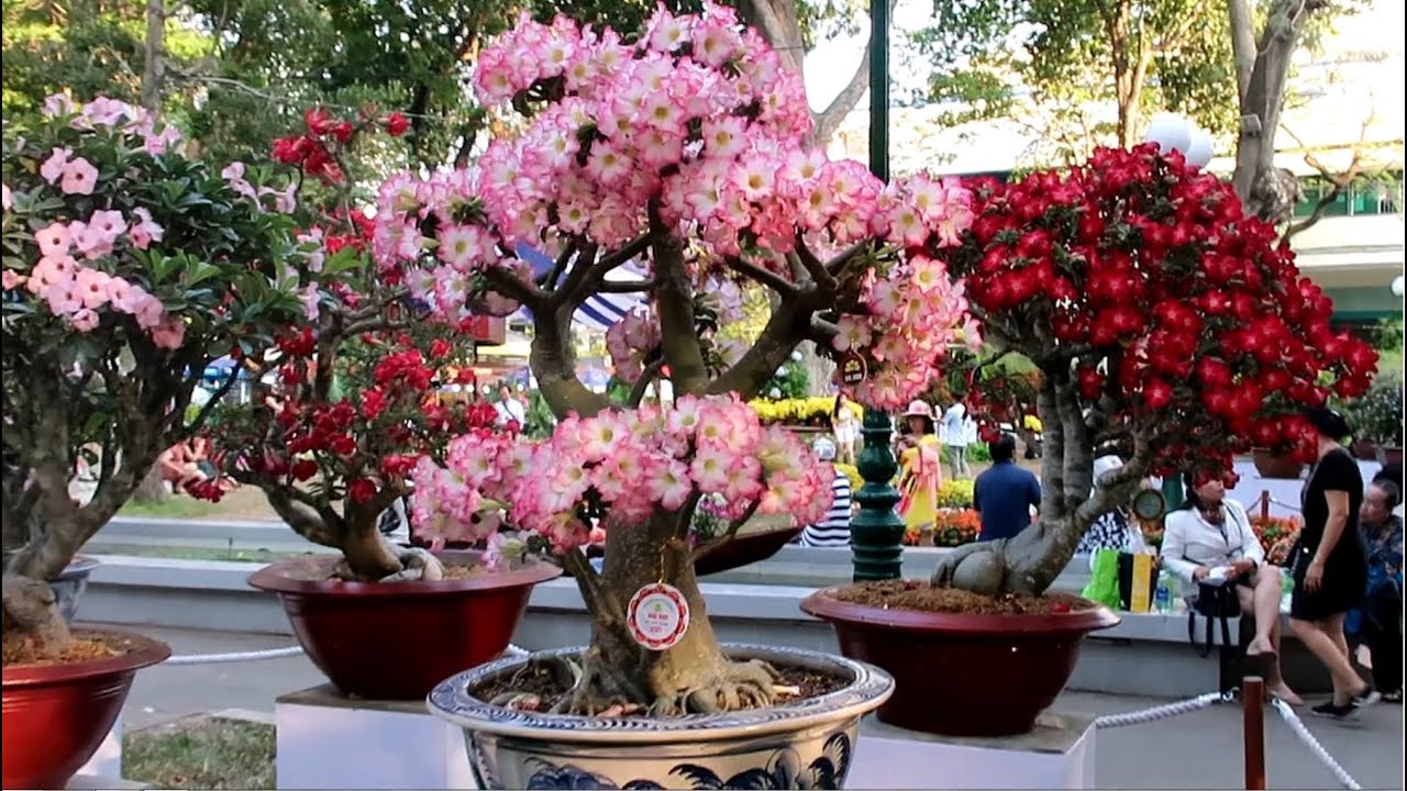 Amazing Adenium Bonsai Show 2020 - Xem các chậu hoa sứ đạt giải vàng giải bạc