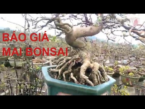 Anh Đẹp Trai Báo Giá Mai Bonsai -  Bonsai Binh Dinh