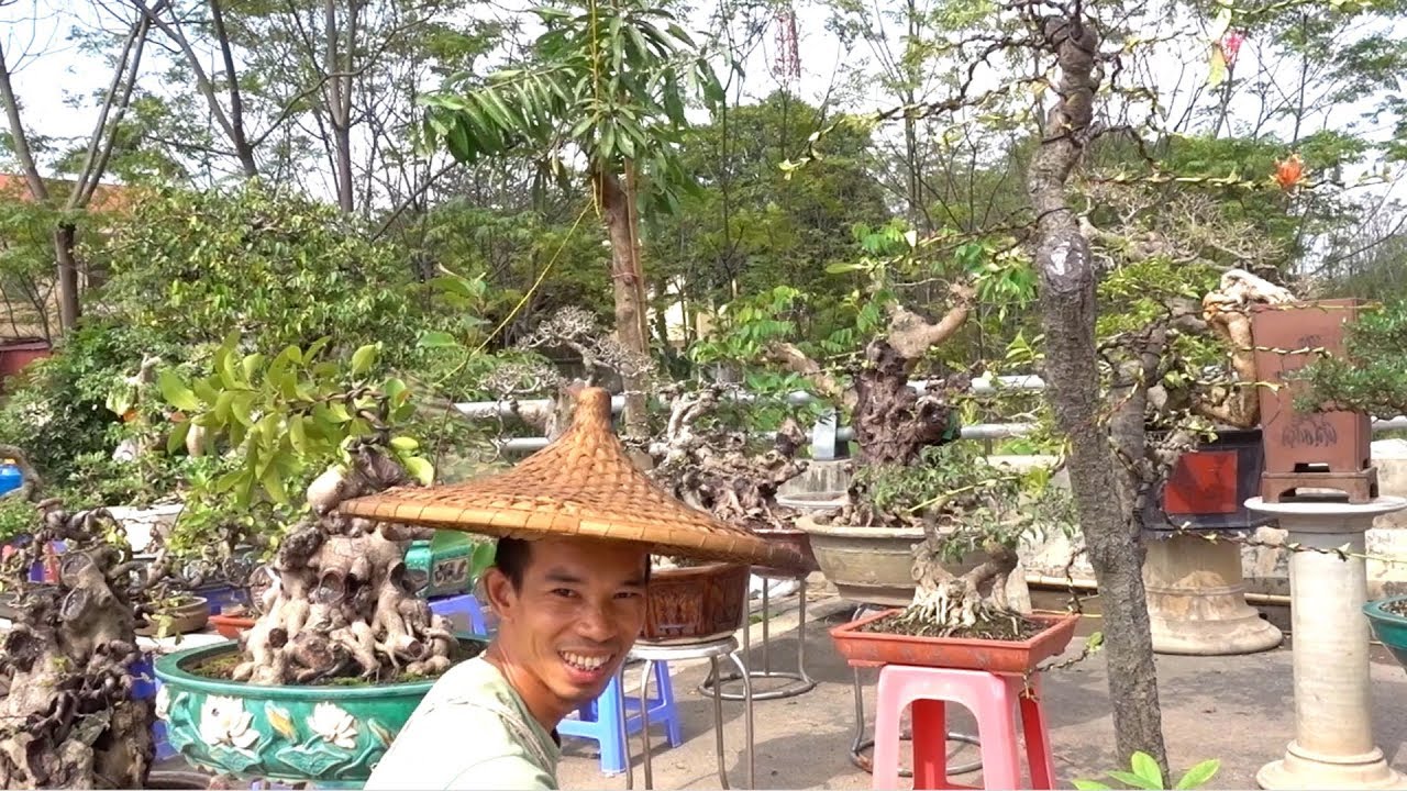 Anh Dũng báo giá đơn, sanh, si, linh sam ở hội chợ Phúc Thọ - Mrs Dung notices the price of bonsai