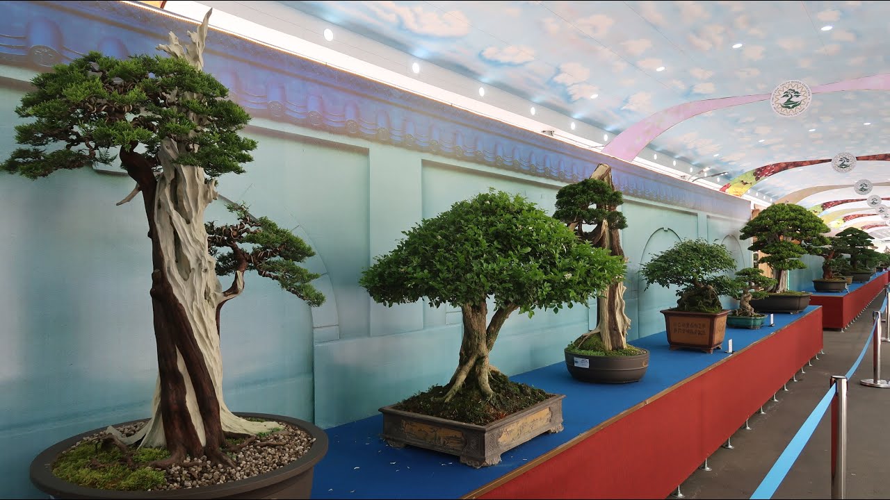 Asia - Pacific Bonsai Exhibition 2019