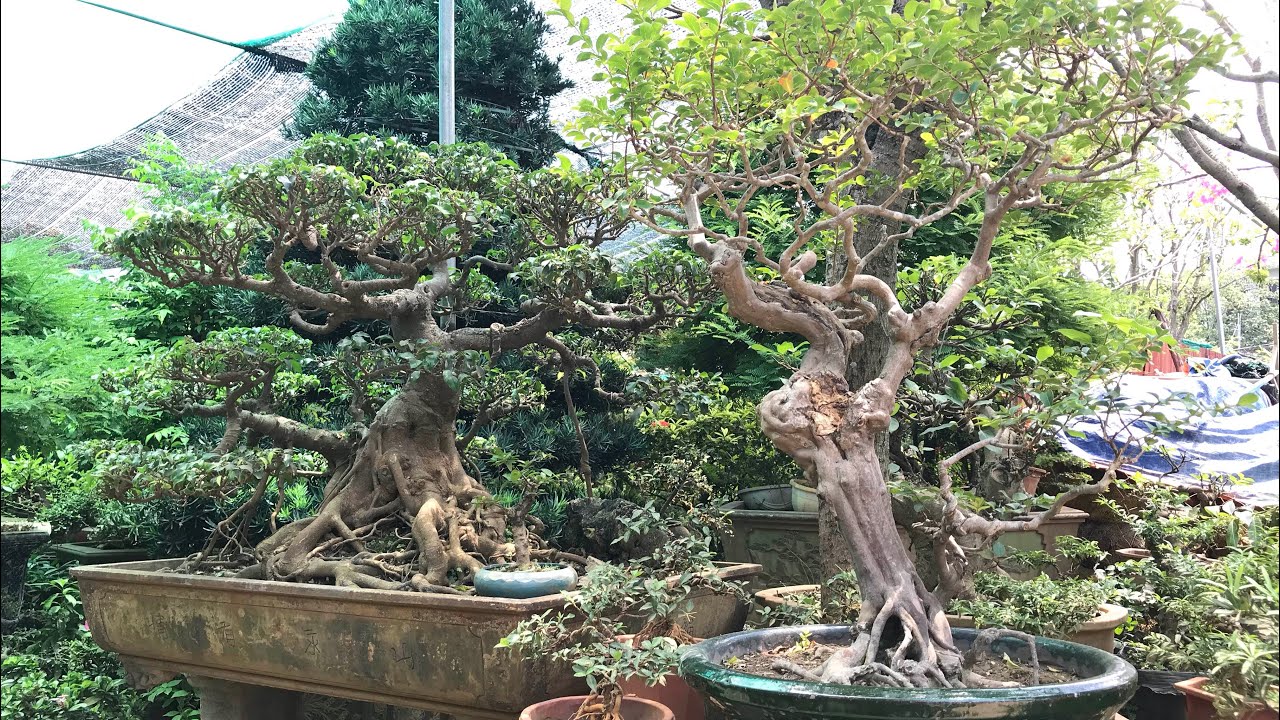 BÀ VỮNG NHIỀU CÂY MỚI ĐẸP QUÁ - BÁO GIÁ LOẠT BONSAI CHỢ VẠN PHÚC