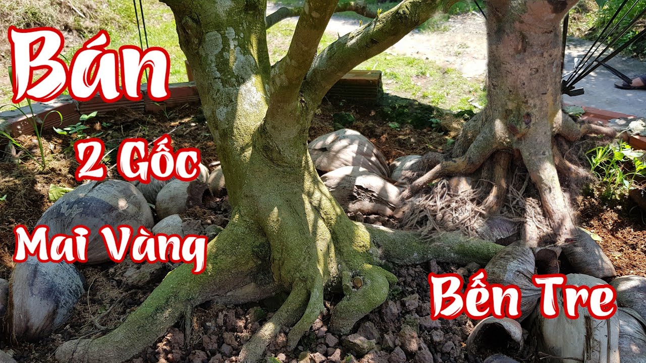 Bán 2 gốc mai vàng 7 cánh của anh Trường ở Phú Túc Bến Tre