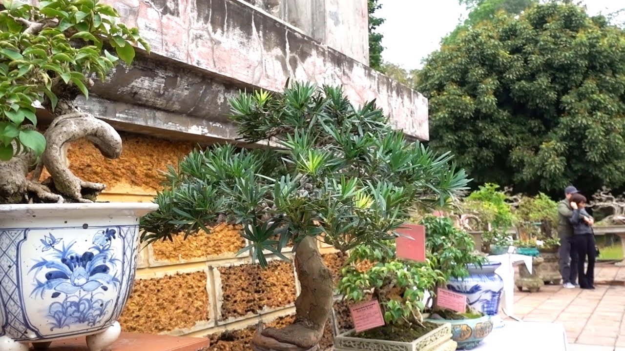 Ban tổ chức đã lựa chọn những tiểu cảnh và cây đẹp nhất. mthe most beautiful bonsai trees