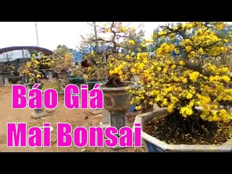 Báo giá một số cây Mai Bonsai khủng - Bonsai Binh Dinh