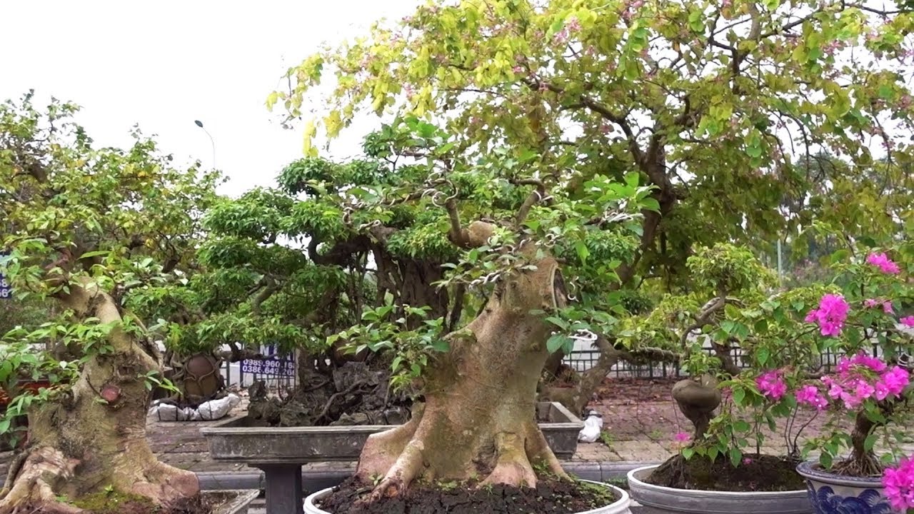 Báo giá sung, khế nhiều quả - bonsai thistle has many fruits