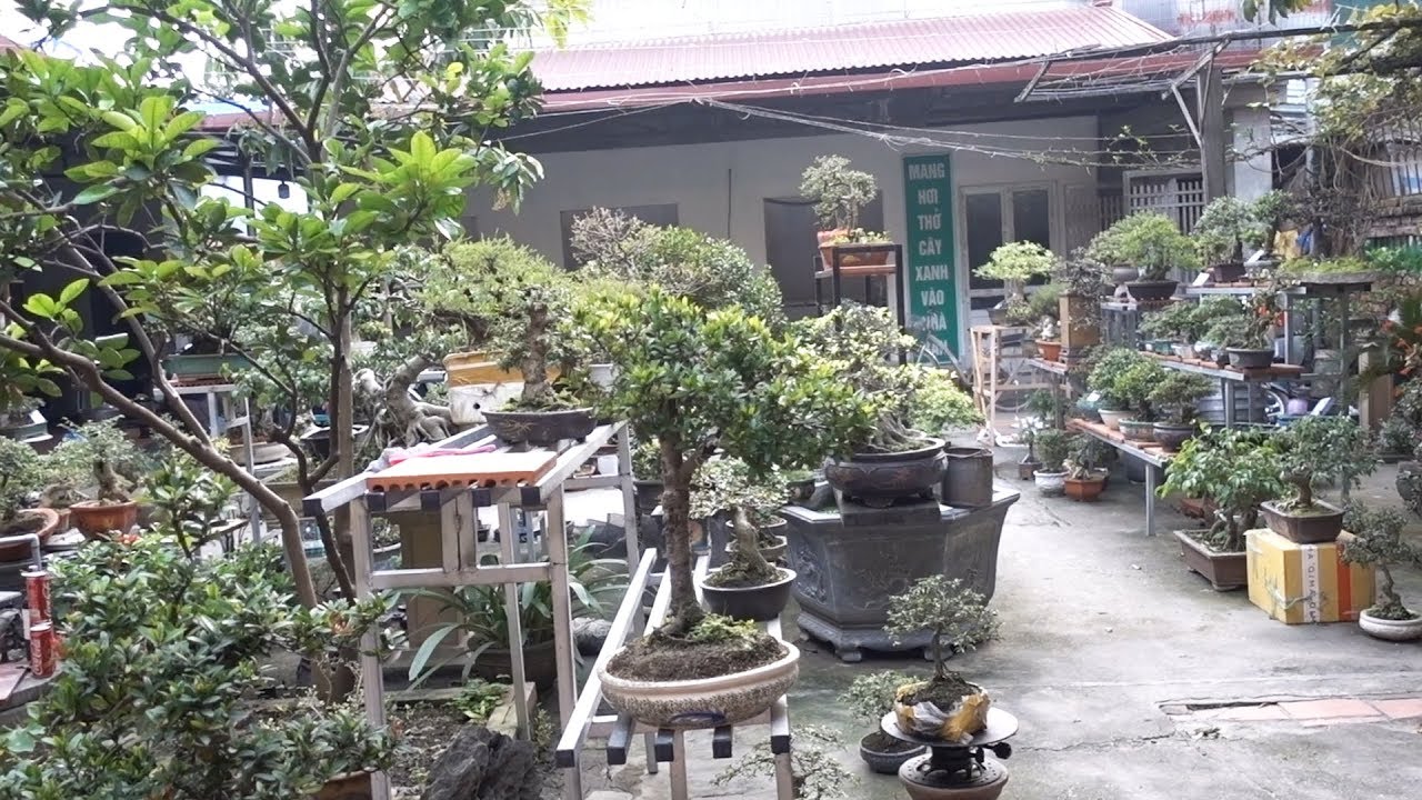 Báo giá từ cây vài trăm nghìn cho tới cây vài chục triệu, nhiều cây đẹp. Beautiful bonsai trees