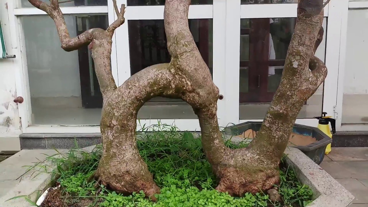 Bật tiền bối sở hữu vườn mai bonsai.Toàn đầm đế khủng