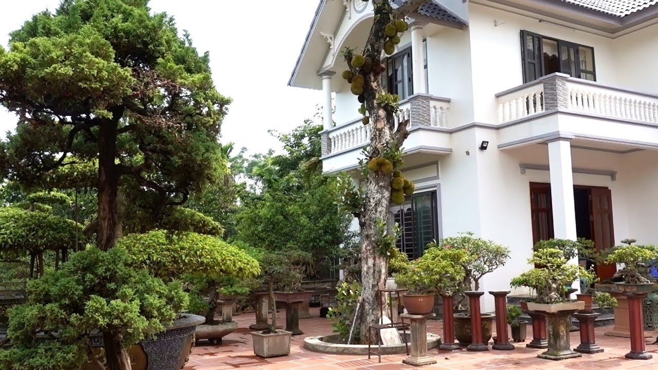 Biệt thự và những cây cảnh tuyệt vời ở quê ai xem cũng mê - beautiful bonsai and villas in village