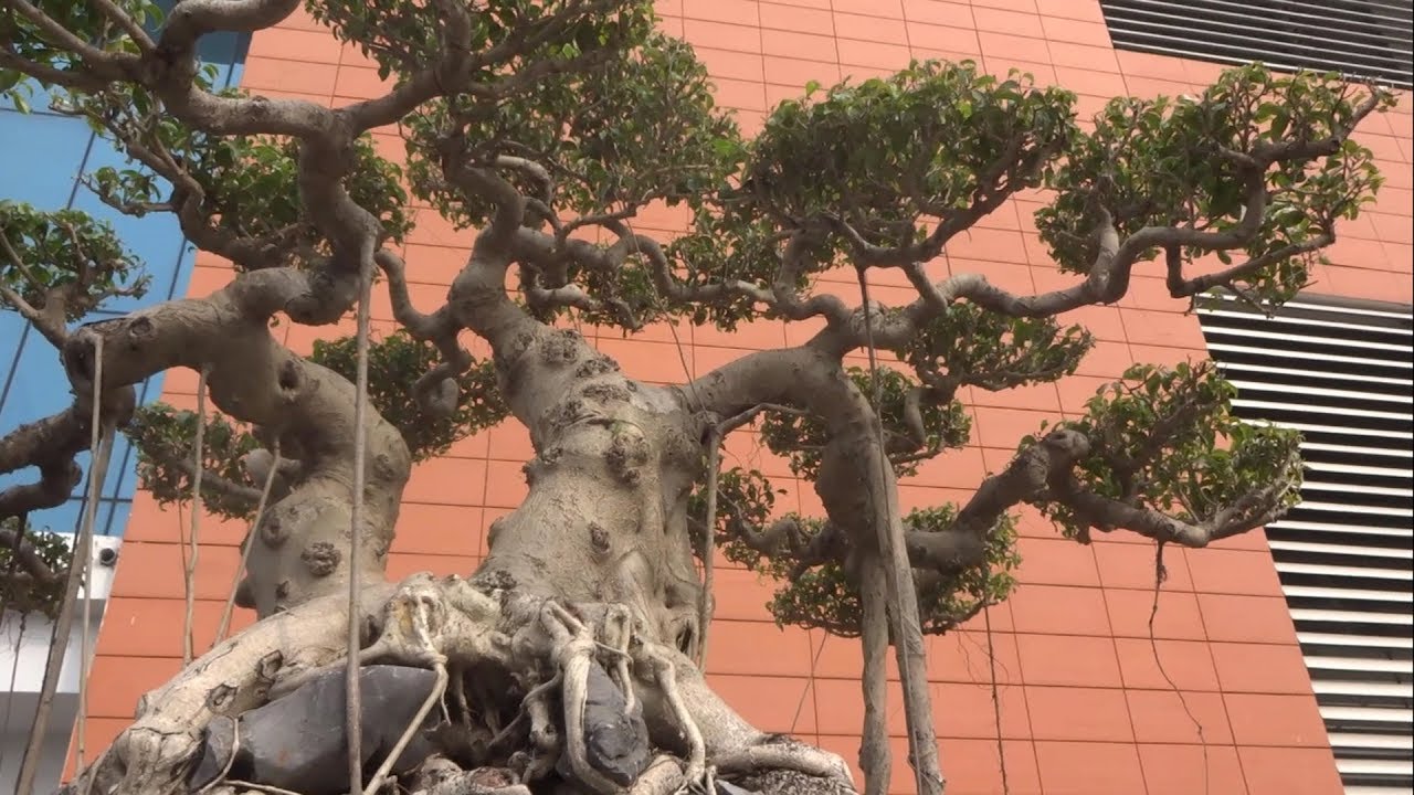 Bỏ 40 triệu đưa "SIÊU KHỦNG" đi chơi - super bonsai trees