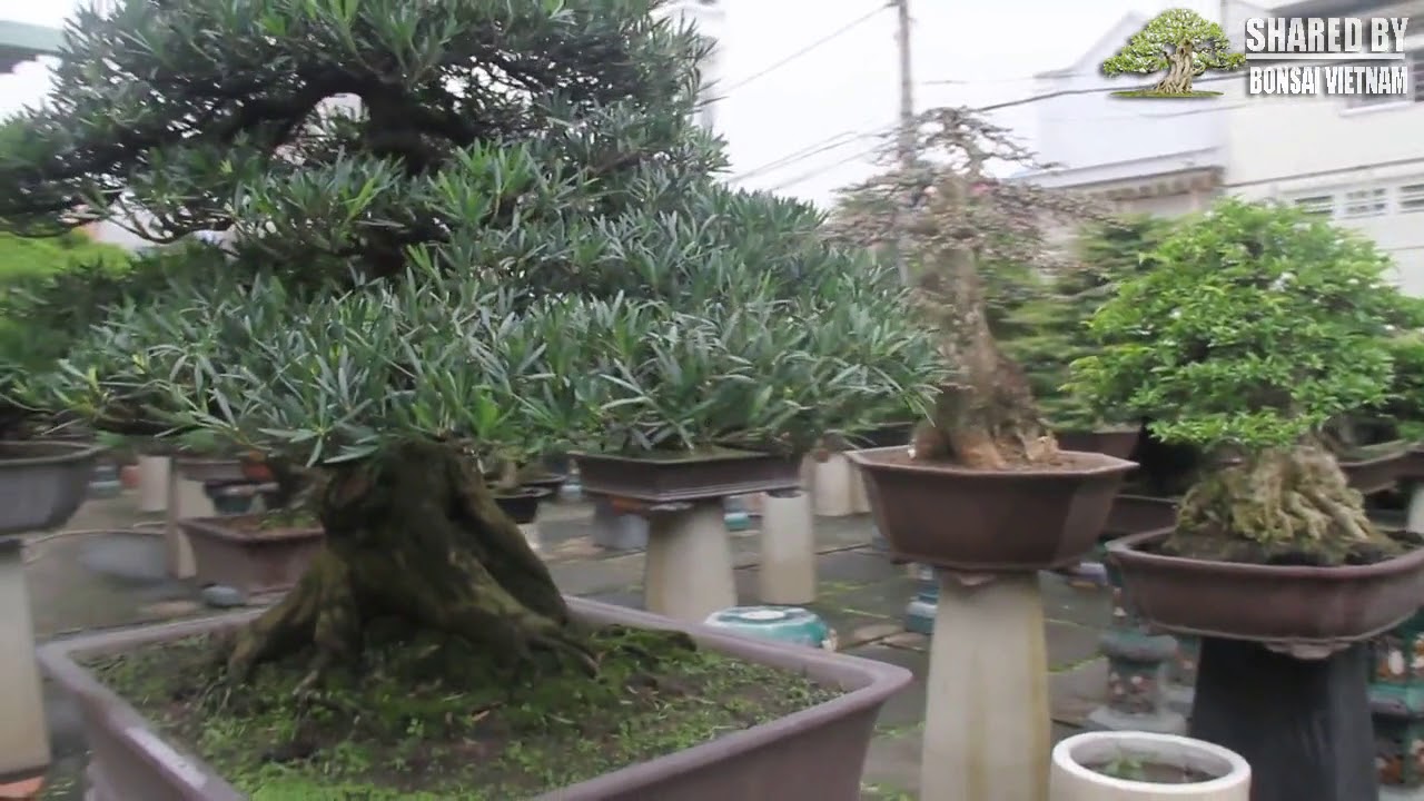 Bộ sưu tập Bonsai đỉnh cao của nghệ nhân Gò Vấp, TP Hồ Chí Minh