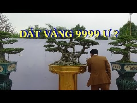 Bonsai. CÂY CỦA HOÀNG ĐẾ RỒI ...ĐÃ CON MẮT