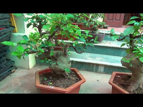 Bonsai Me, sung siêu quả, cần thăng tượng, ngày 17/10, ĐT: 0337496058