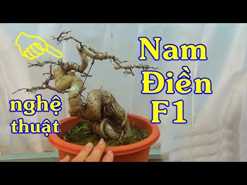 Bonsai SANH Nam Điền F1, Tùng kim, ĐT: 0337496058, ngày 26/12.