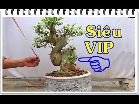 Bonsai SUNG SIÊU VIP, đẳng cấp, đón tết ĐT: 0337496058, ngày 16/1