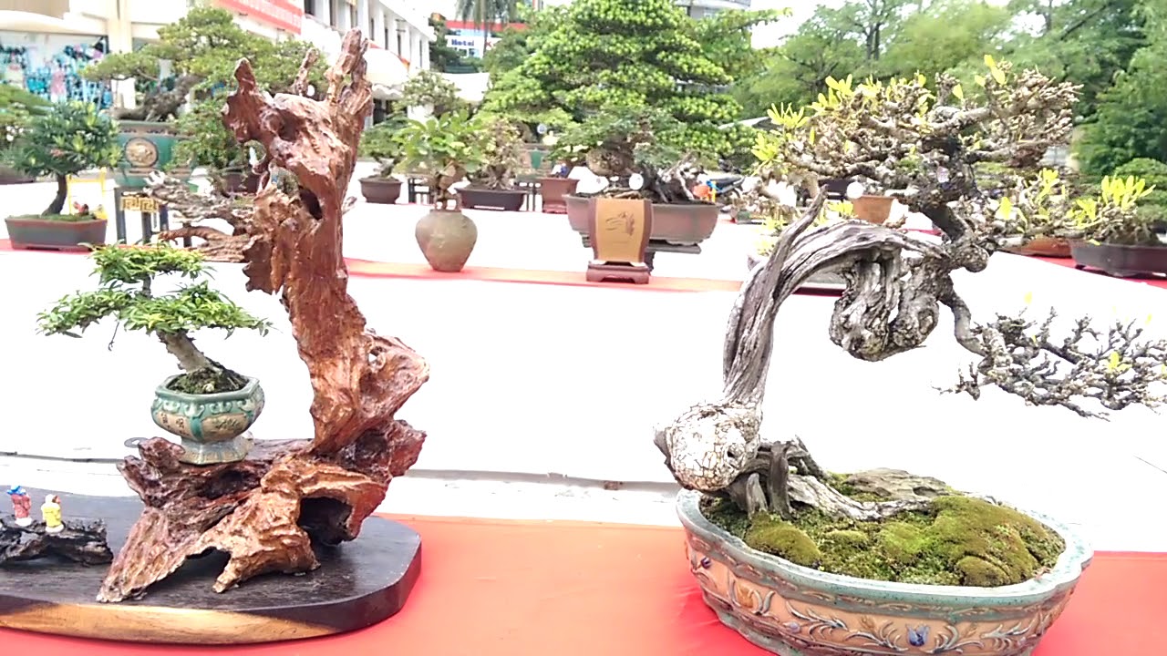 Bonsai Trees, Cây Sam Bình, đỉnh cao nghệ thuật - Bonsai Binh Dinh