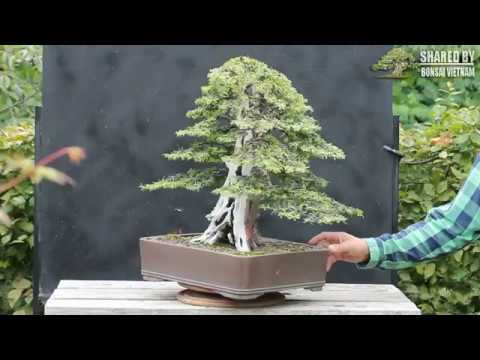 Bonsai chào xuân 2018 xuyên quốc gia