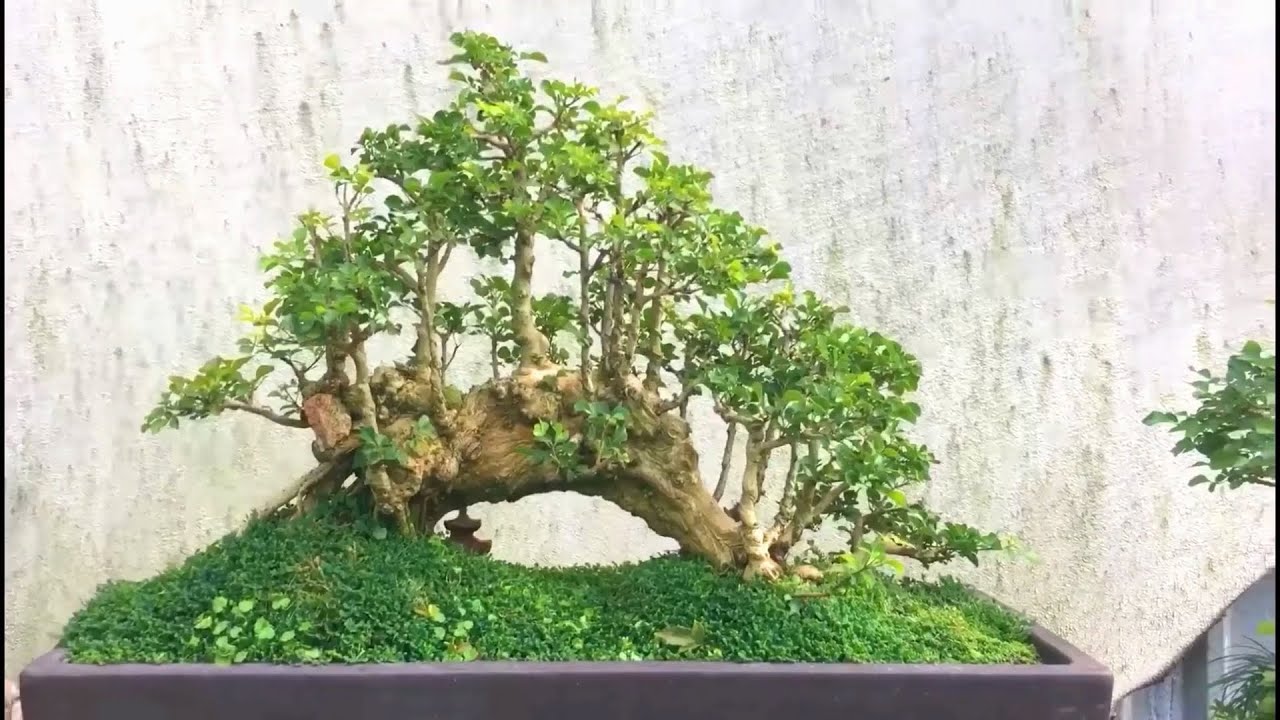 Bonsai dáng Rừng trên thân bắc cầu || Forest and bridge style Bonsai inspiration