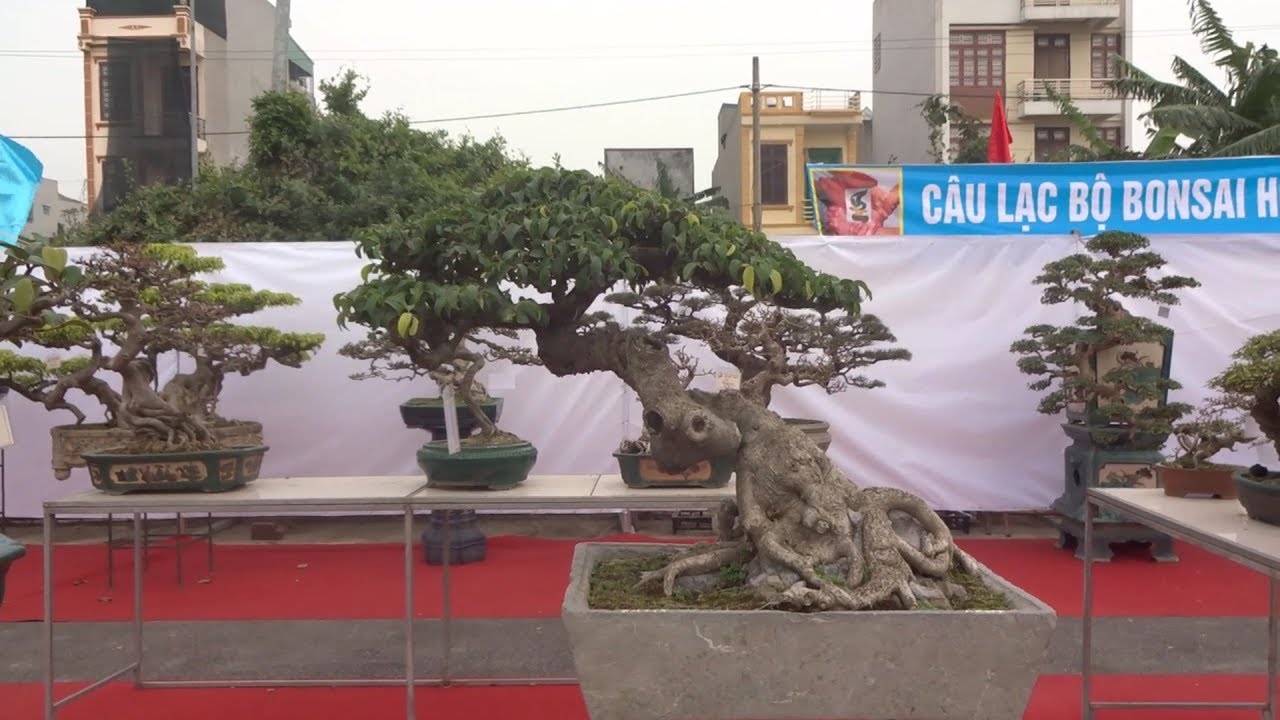 Bonsai đẳng cấp hội tụ ở triển lãm cây cảnh Nam Định - wonderful bonsai trees