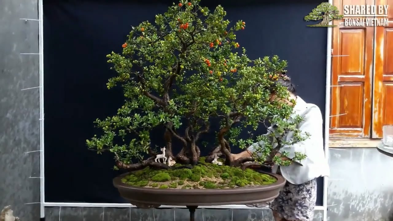 Bonsai đang giao lưu tháng 10 || Tác phẩm nào cũng đẹp