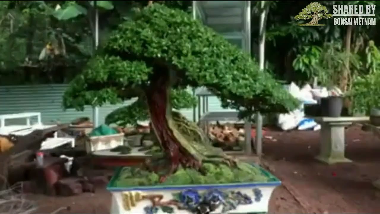 Bonsai đẹp hoàn hảo chuẩn bị triển lãm