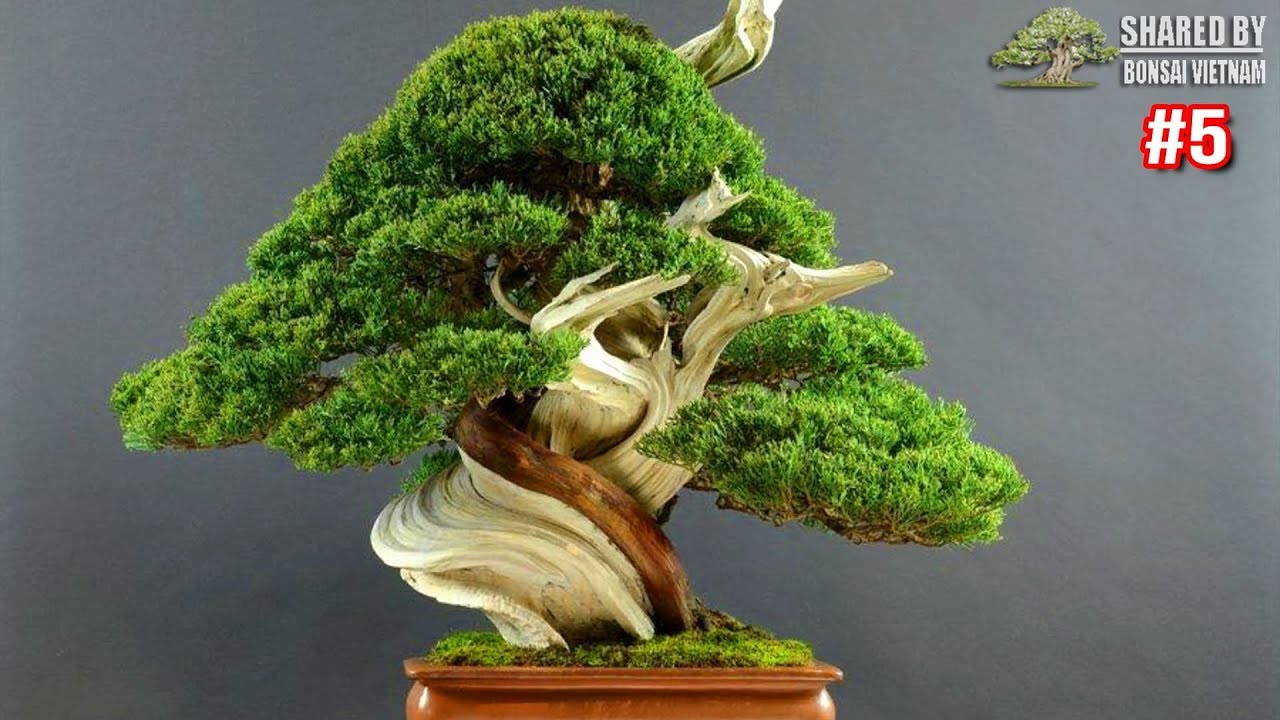 Bonsai đẹp thế giới đáng học hỏi || Phần ▶5