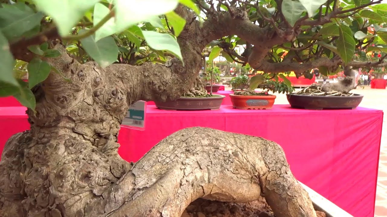 Bonsai đẹp và đa dạng của các nhà vườn nổi tiếng - beautiful bonsai at Binh Da bonsai exhibition
