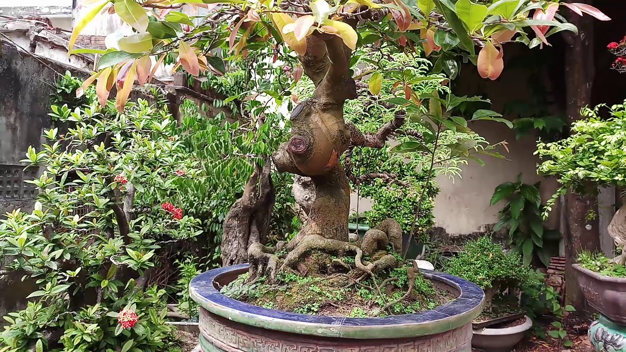 Bonsai đẹp.làm vườn