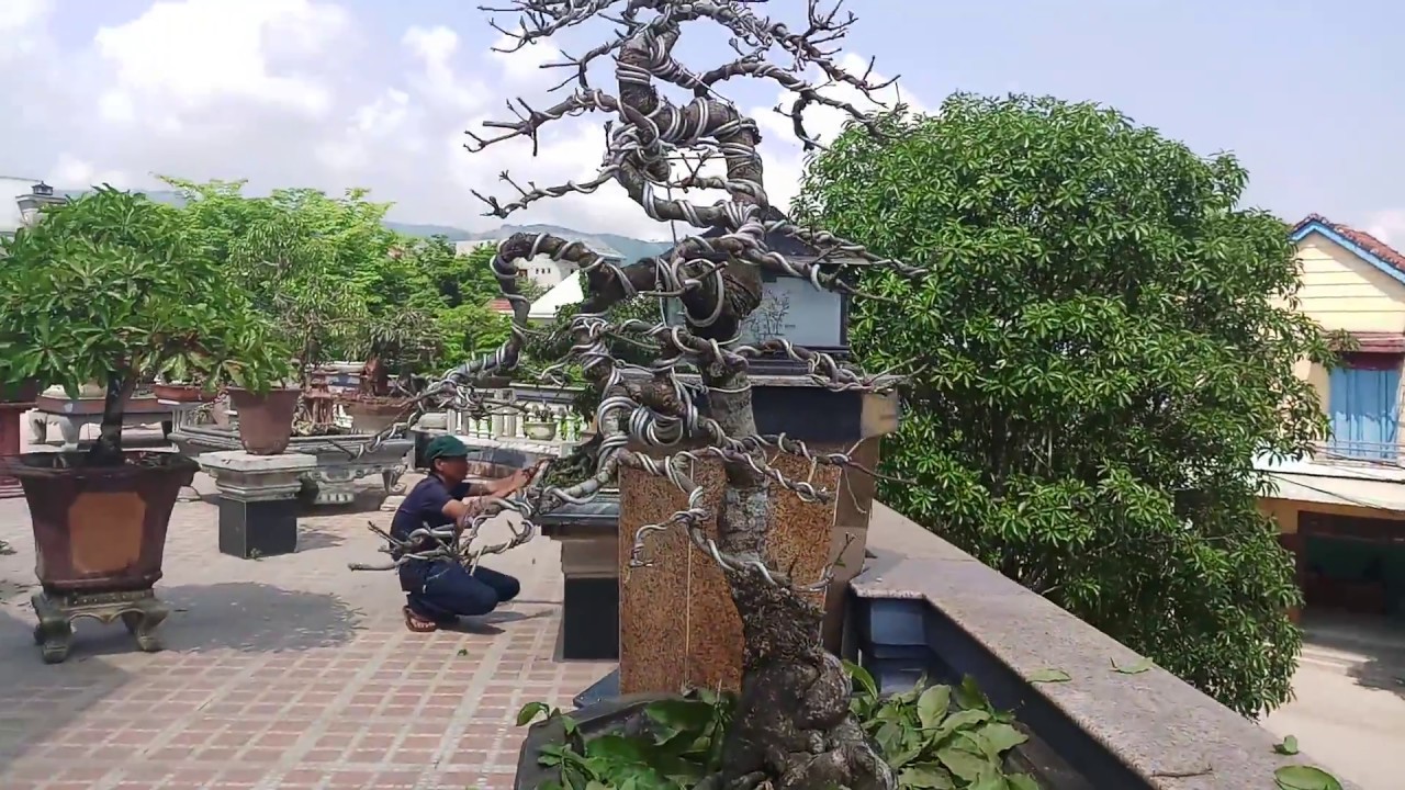 Bonsai lộc vừng. Tác phẩm tiều phu cõng cũi