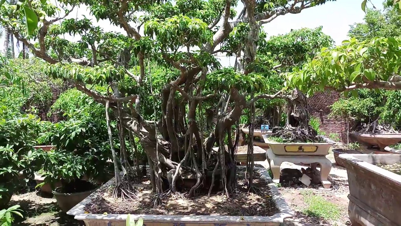 Bonsai xanh cổ.Mãi mãi Bình An