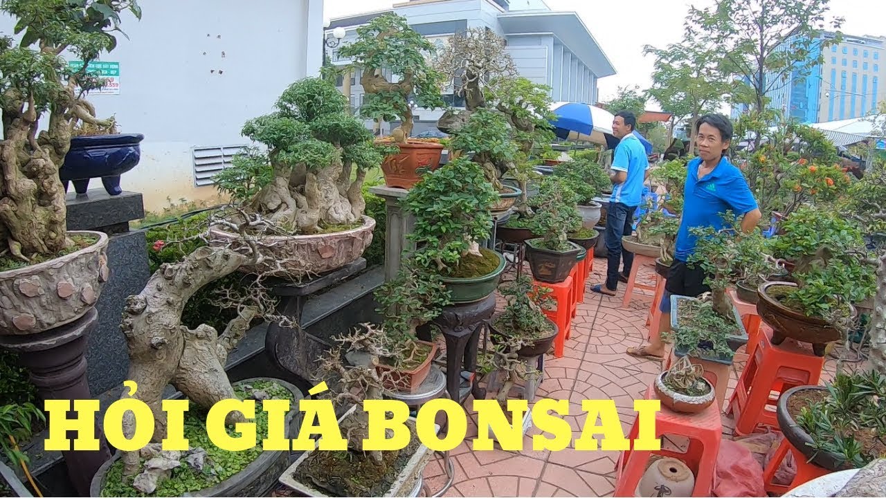 BonsaiHP/Hỏi giá bonsai lô duối-hoa giấy-mai chiếu thủy đẹp