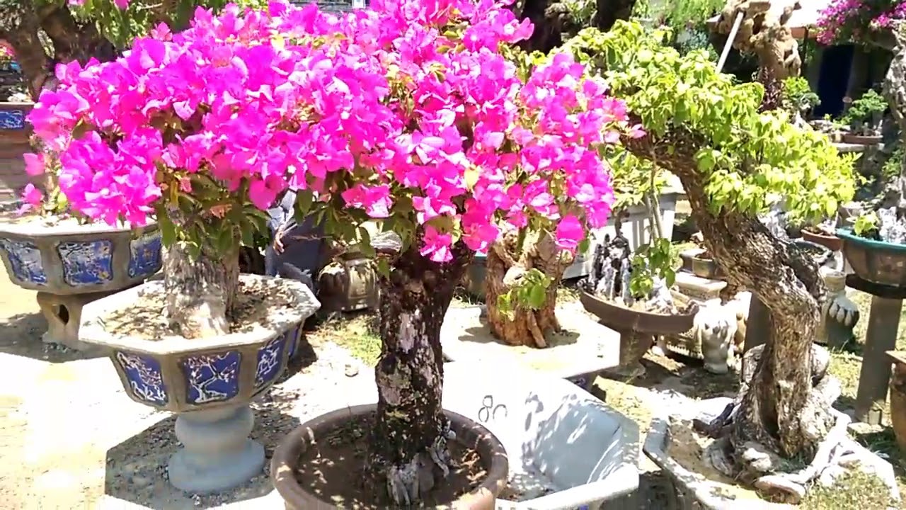 Bougainvillea Beautiful, BÔNG GIẤY ĐỈNH QUÁ - Bonsai Binh Dinh