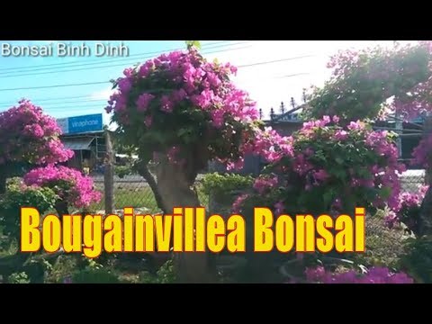 Bougainvillea Bonsai, Hoa Giấy Trong Chậu Cực Đẹp - Bonsai Binh Dinh