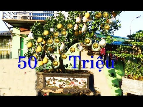 Bưởi diễn 50 triệu, dáng thế đẹp cho các đại gia chơi tết - Nam Điền